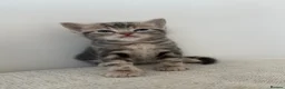 British Shorthair cats for sale: Lambo, special point British shorthair  - Advert 7