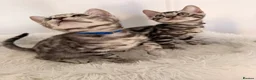 Bengal cats for sale: Exceptional Silver Bengal Kittens - Advert 9
