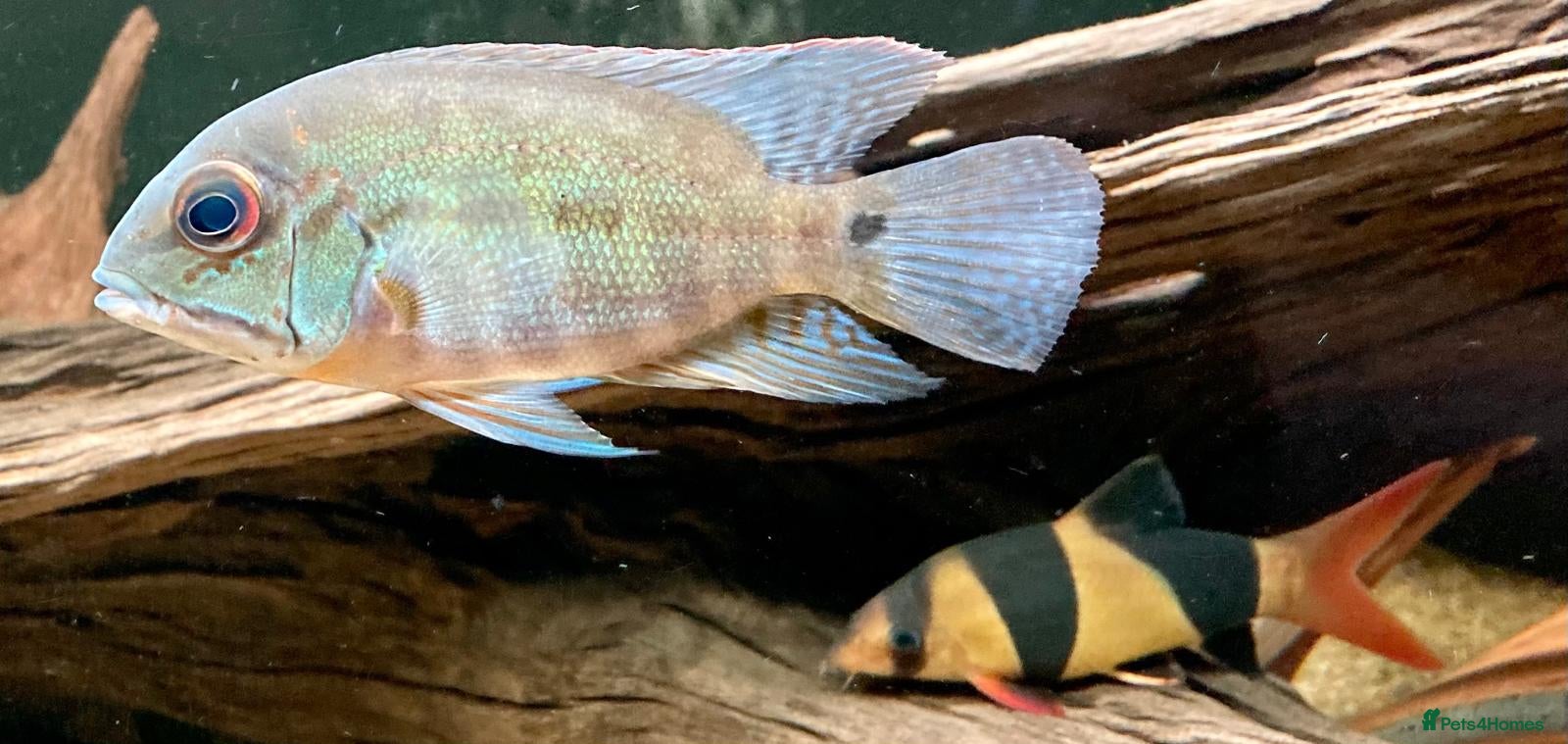 Cichlids fish True Parrots (Hoplarchus Psittacus) - Advert 1