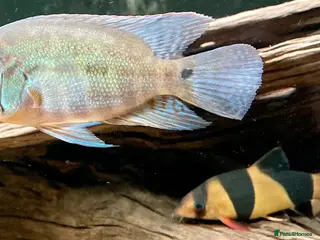 Cichlids fish True Parrots (Hoplarchus Psittacus) - Advert 4