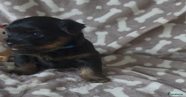Yorkshire Terrier dogs 🐶Yorkshire terrier puppies for sale🐶 - Advert 4