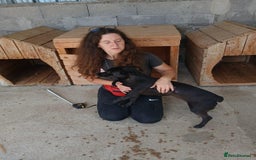 Mixed Breed dogs for adoption: Madison, 2 yrs approx. Available for adoption.. - Image 7