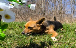 Mixed Breed dogs for adoption: 💖🐶 BARBIE 🐶💖 - Image 7
