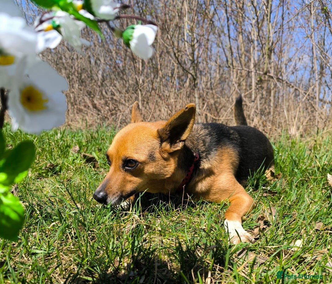 Mixed Breed dogs for adoption: 💖🐶 BARBIE 🐶💖 - Image 7