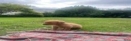 Labrador Retriever dogs for sale: Fox Red Labrador Puppies - Advert 8