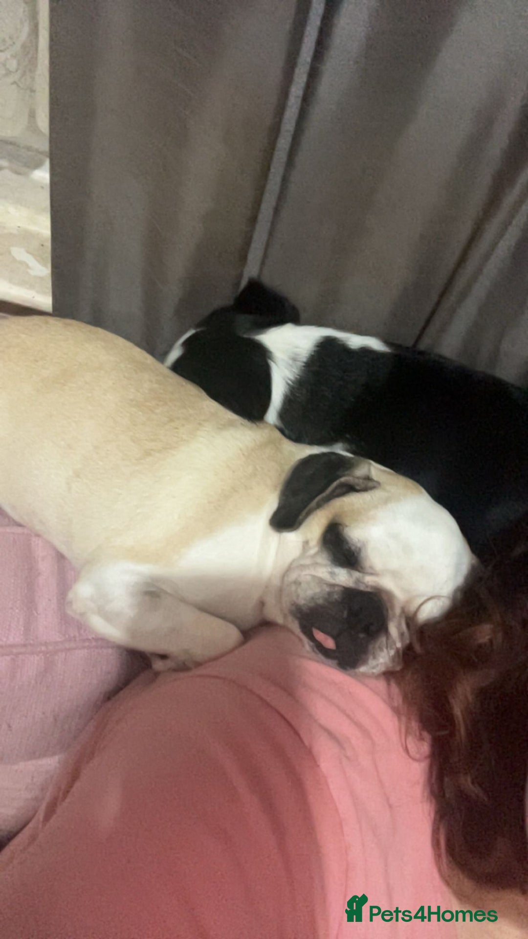 Pug dogs for sale: Beautiful panda pug  - Image 6