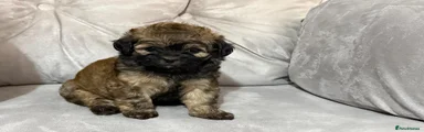 Shihpoo 3