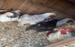 Chickens poultry for sale: Brahma chicken - Image 3