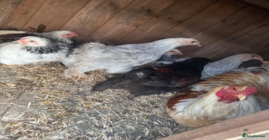 Chickens poultry - Advert 1