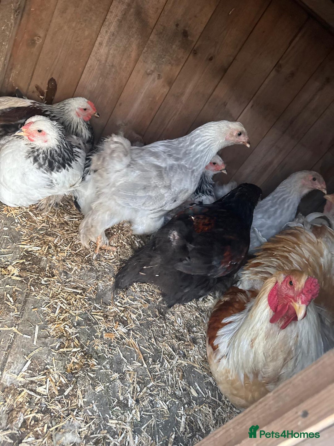 Chickens poultry for sale: Brahma chicken - Image 3