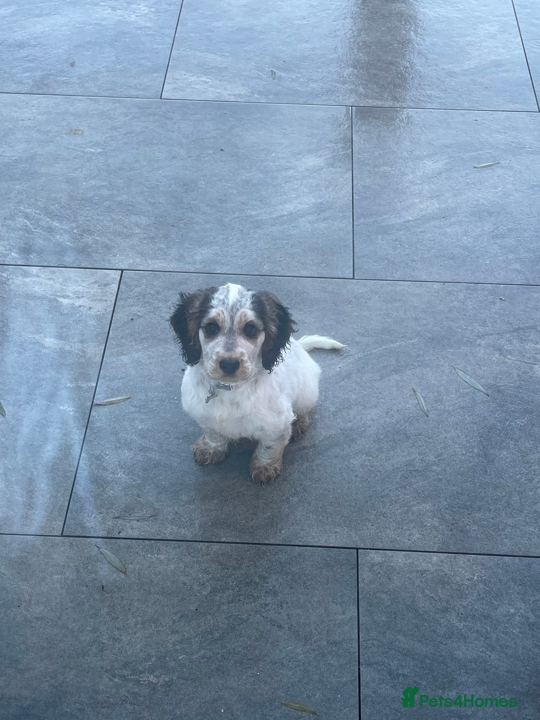 Cockapoo dogs for sale: ⭐️ Outstanding cockapoo female puppy ⭐️  - Advert 4