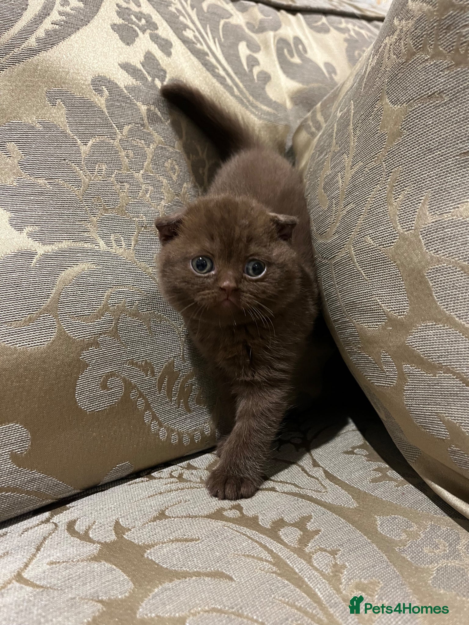 Scottish Fold cats Super Special Scottish fold babies - reg. pedigree - Advert 6