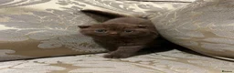 Scottish Fold cats for sale: Super Special Scottish fold babies - reg. pedigree - Advert 6