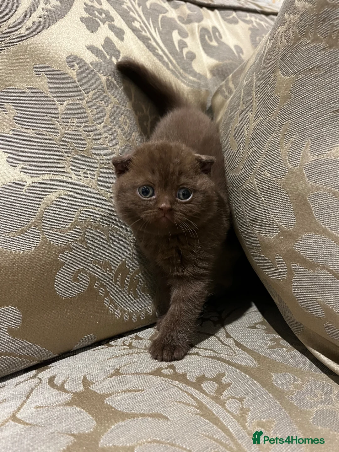 Scottish Fold cats for sale: Super Special Scottish fold babies - reg. pedigree - Advert 1