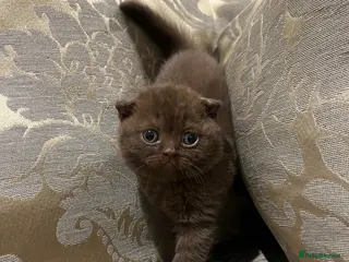 Scottish Fold cats Super Special Scottish fold babies - reg. pedigree - Advert 6