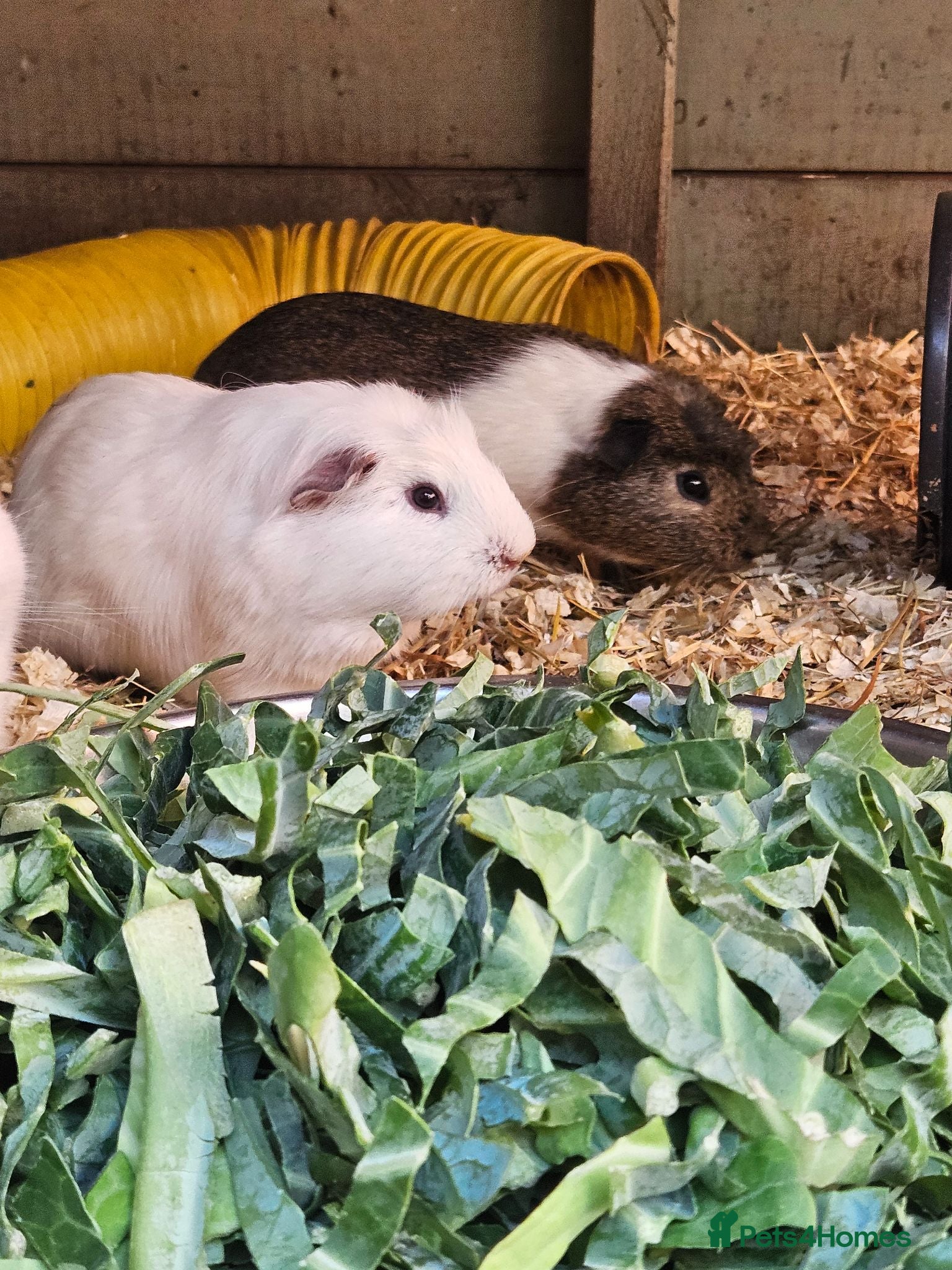Guinea Pig rodents 5 male guinea pigs  - Advert 6
