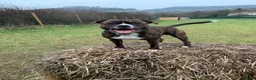 Mixed Breed dogs for sale: Beautiful Ozzy looking for his forever home in Dursley - Advert 1