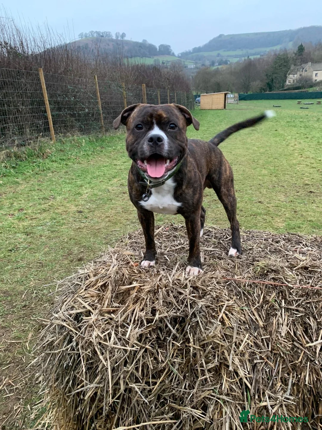 Mixed Breed dogs for sale: Beautiful Ozzy looking for his forever home in Dursley - Advert 1