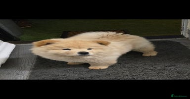 Chow Chow dogs in Wolverhampton - Advert 3
