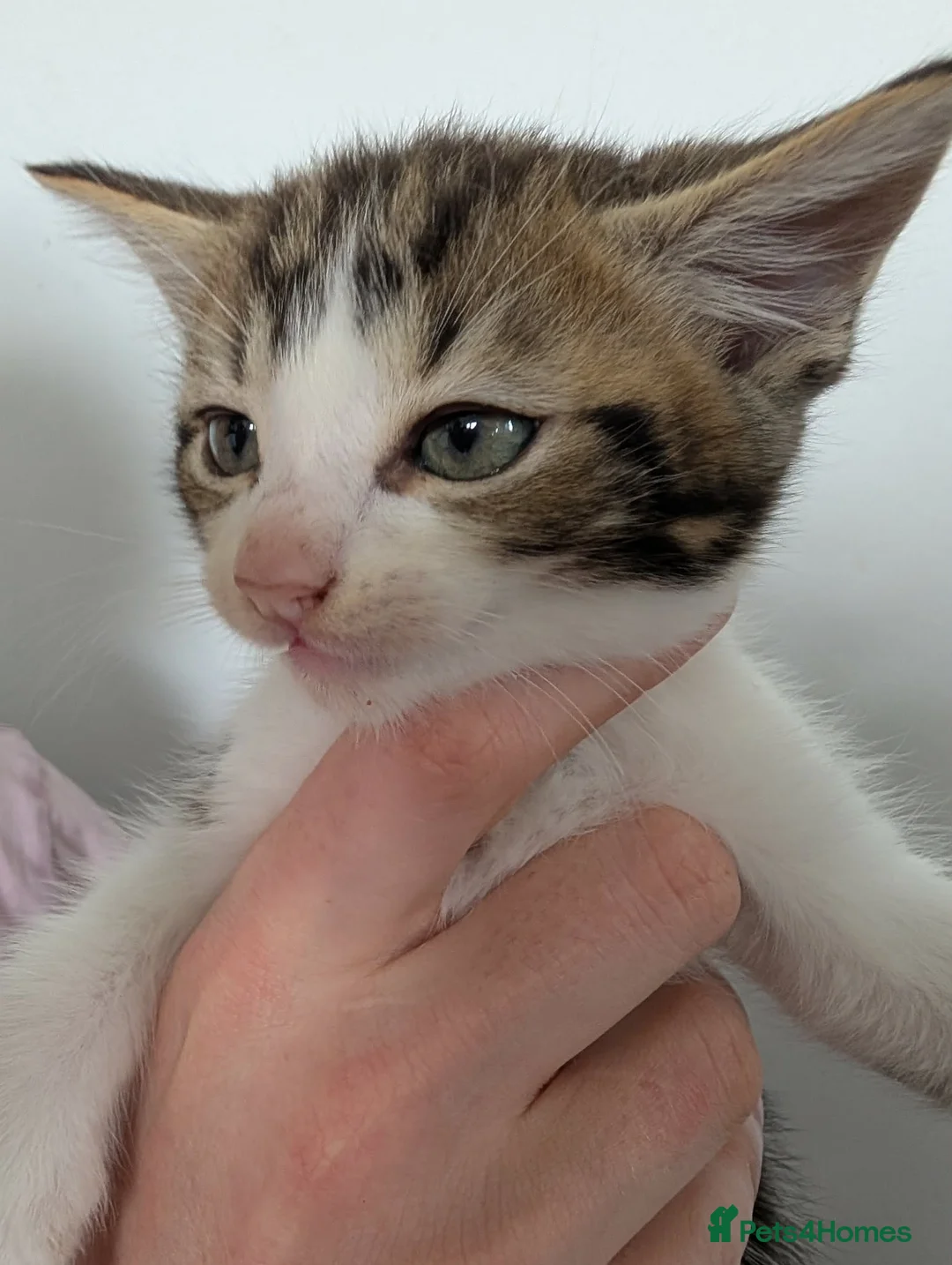 Mixed Breed cats for sale: Mixed bread kittens for sale 3x male 1 female  in Halifax - Advert 2