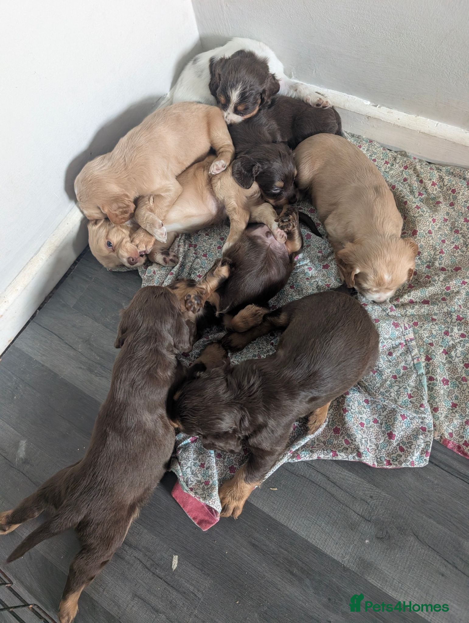 Cocker Spaniel dogs Working cocker spaniels stunning pups - Advert 6