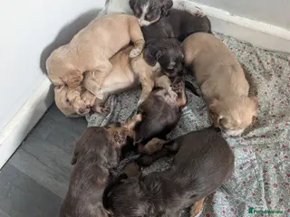 Cocker Spaniel dogs Working cocker spaniels stunning pups - Advert 5
