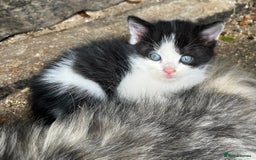 Persian cats for sale: Persian cross kittens  - Image 2