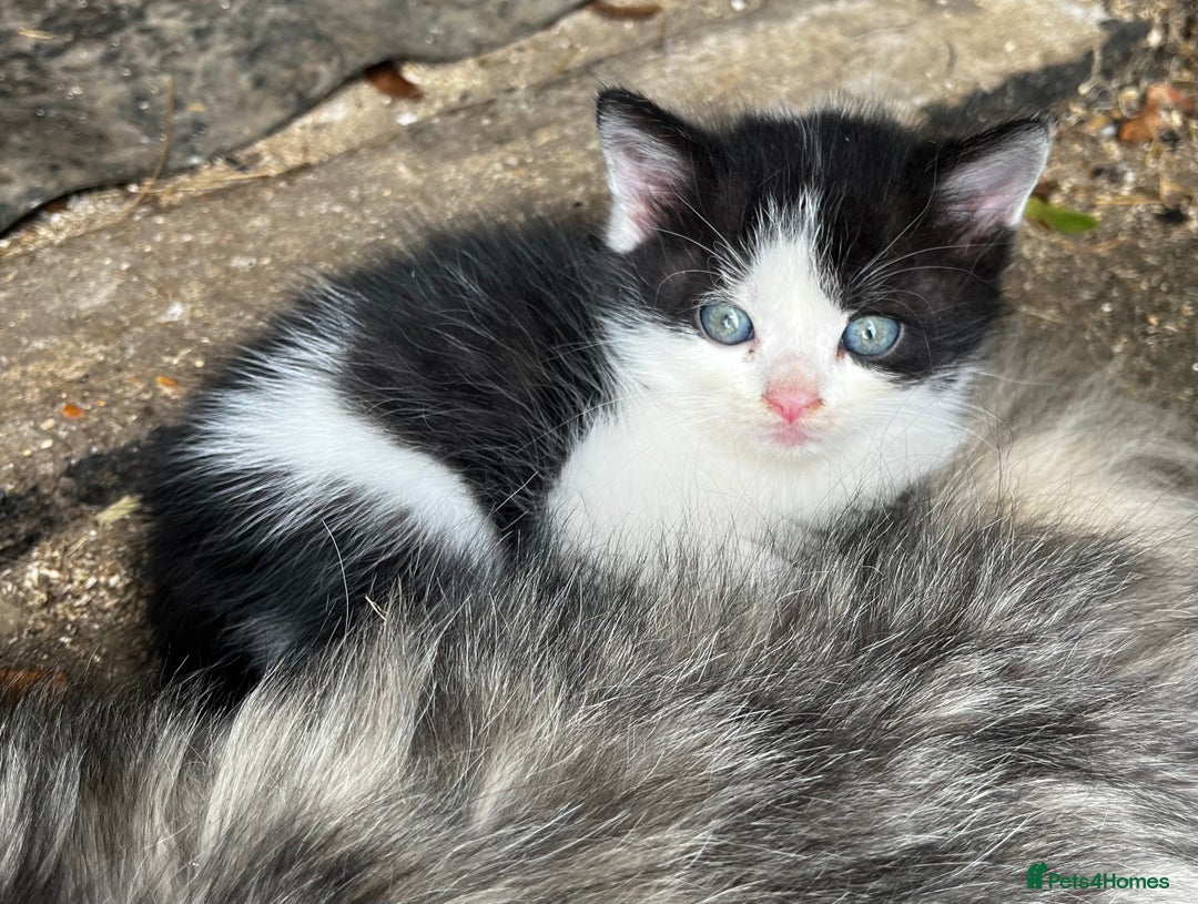 Persian cats for sale: Persian cross kittens  - Image 2