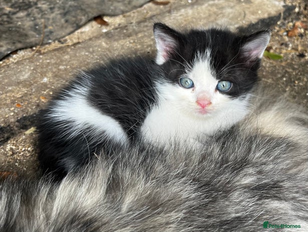 Persian cats - Advert 10