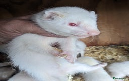 Ferret rodents for sale: Ferrets  - Image 1