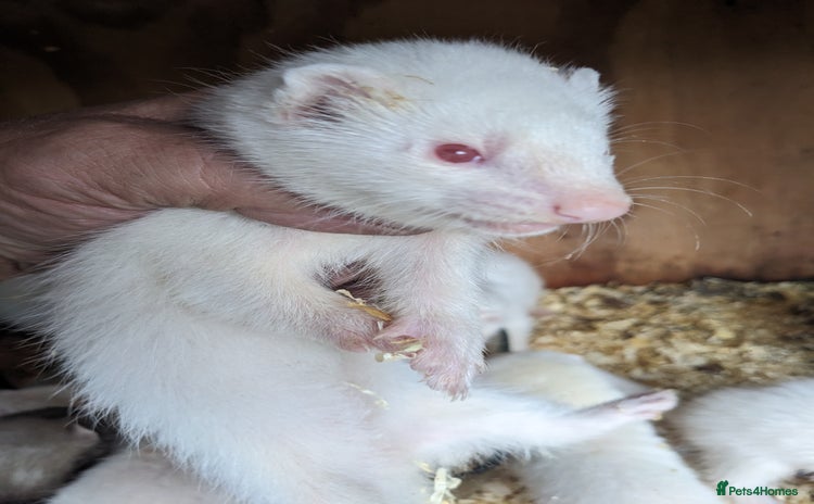 Ferret rodents - Advert 4