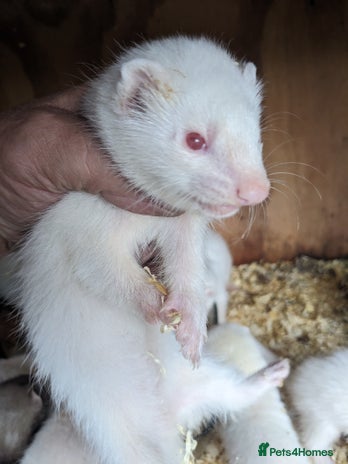 Ferret rodents - Advert 3