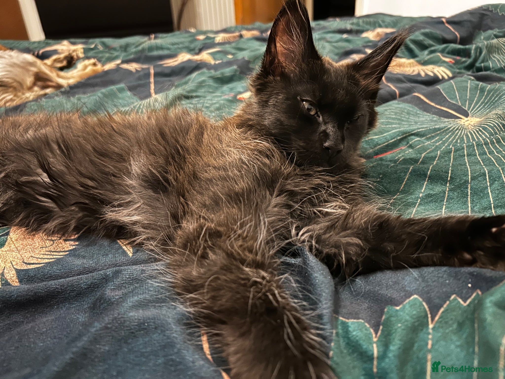 Maine Coon cats TICA Registered Maine Coon Kittens –Health Tested” - Advert 5