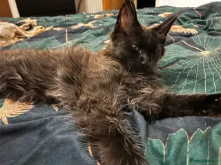 Maine Coon cats TICA Registered Maine Coon Kittens –Health Tested” - Advert 2