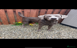 Labrador Retriever dogs for stud: Silver Labrador Stud - Image 3