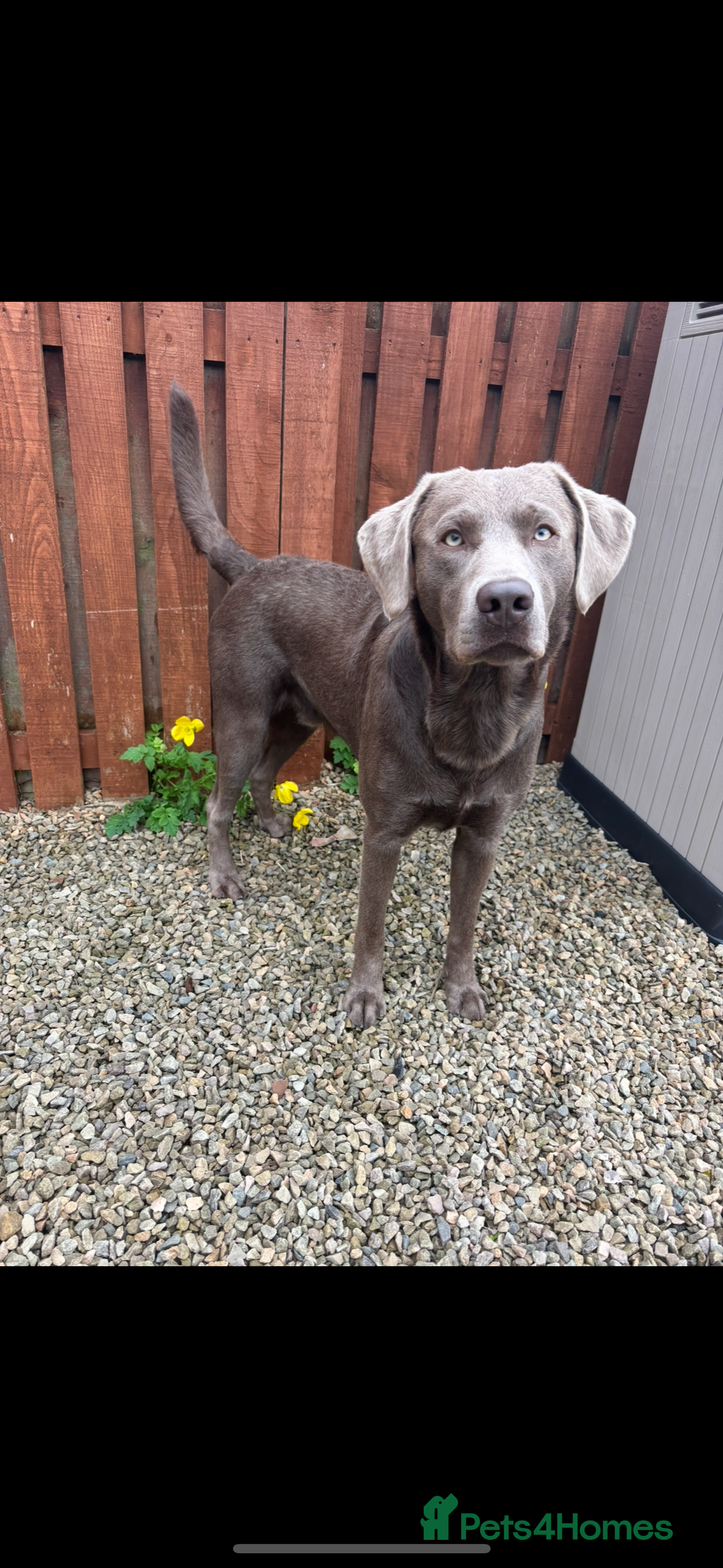 Labrador Retriever dogs for stud: Silver Labrador Stud - Image 3