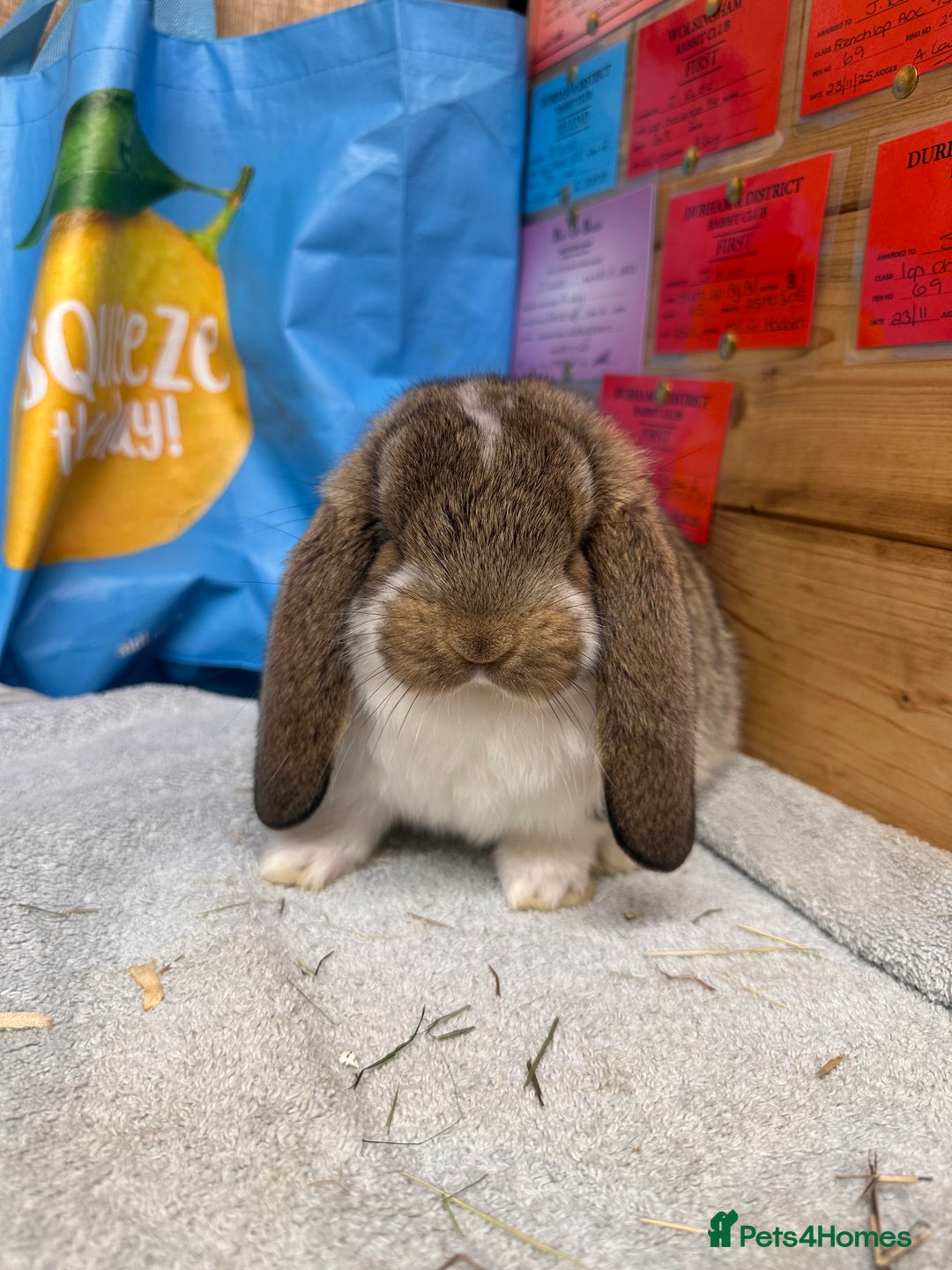 French Lop rabbits for sale: French lops - Advert 10
