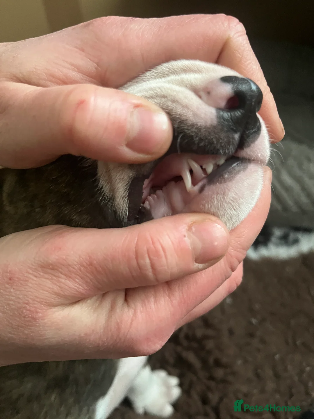 Bull Terrier dogs for sale: Bull terrier standard. KC registered. BOY - Advert 10