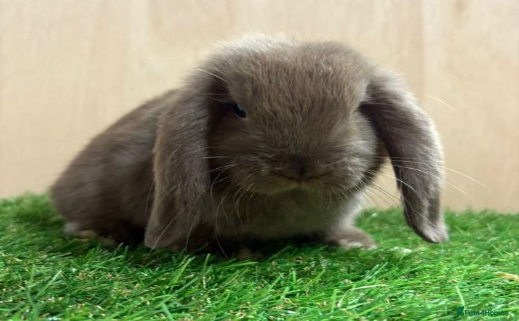 Mini Lop rabbits - Advert 14