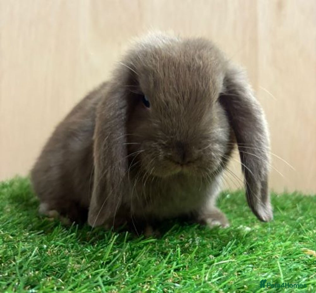Mini Lop rabbits for sale: Beautiful friendly vaccinated Mini Lops - Image 1