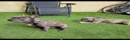 French Bulldog dogs for sale: French bulldog  - Advert 4