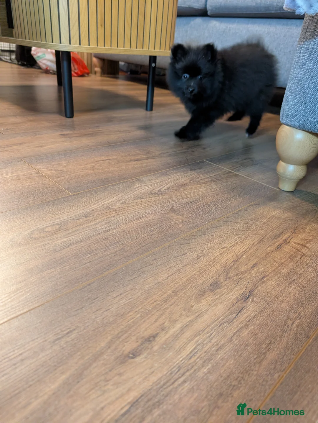 Pomeranian dogs for sale: Miniature Pomeranians - Advert 12