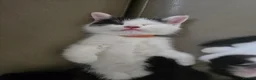 Mixed Breed cats for sale: Very soft, fluffy, sociable kittens - Advert 6