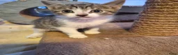 Mixed Breed cats for sale: Beautiful kittens,  ready now  - Advert 1