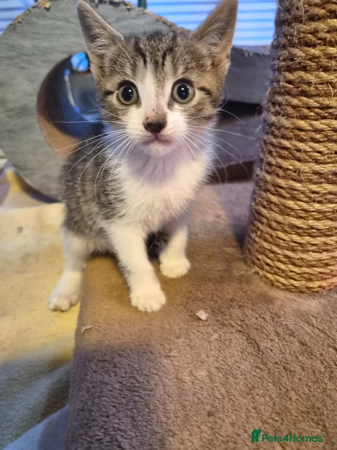 Mixed Breed cats for sale: Beautiful kittens,  ready now  - Advert 1