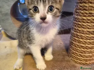 Mixed Breed cats Beautiful kittens, ready now - Advert 1