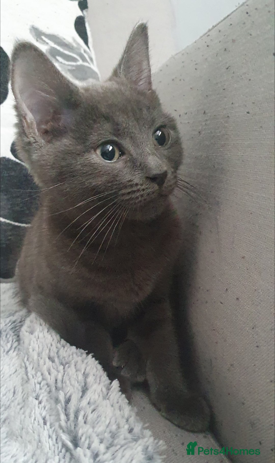 Mixed Breed cats for sale: BLUE BENGAL RUSSIAN BLUE NORWEGIAN FOREST GIRL - Advert 3