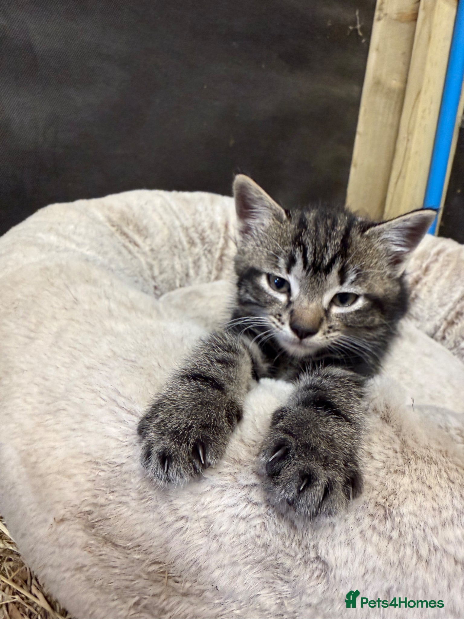 Mixed Breed cats for sale: 1 Female Kitten for sale  - Advert 5
