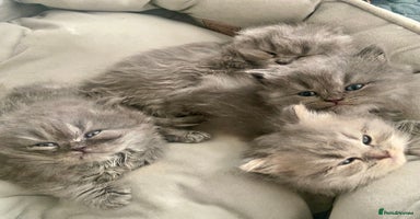 Maine Coon cats - Advert 1