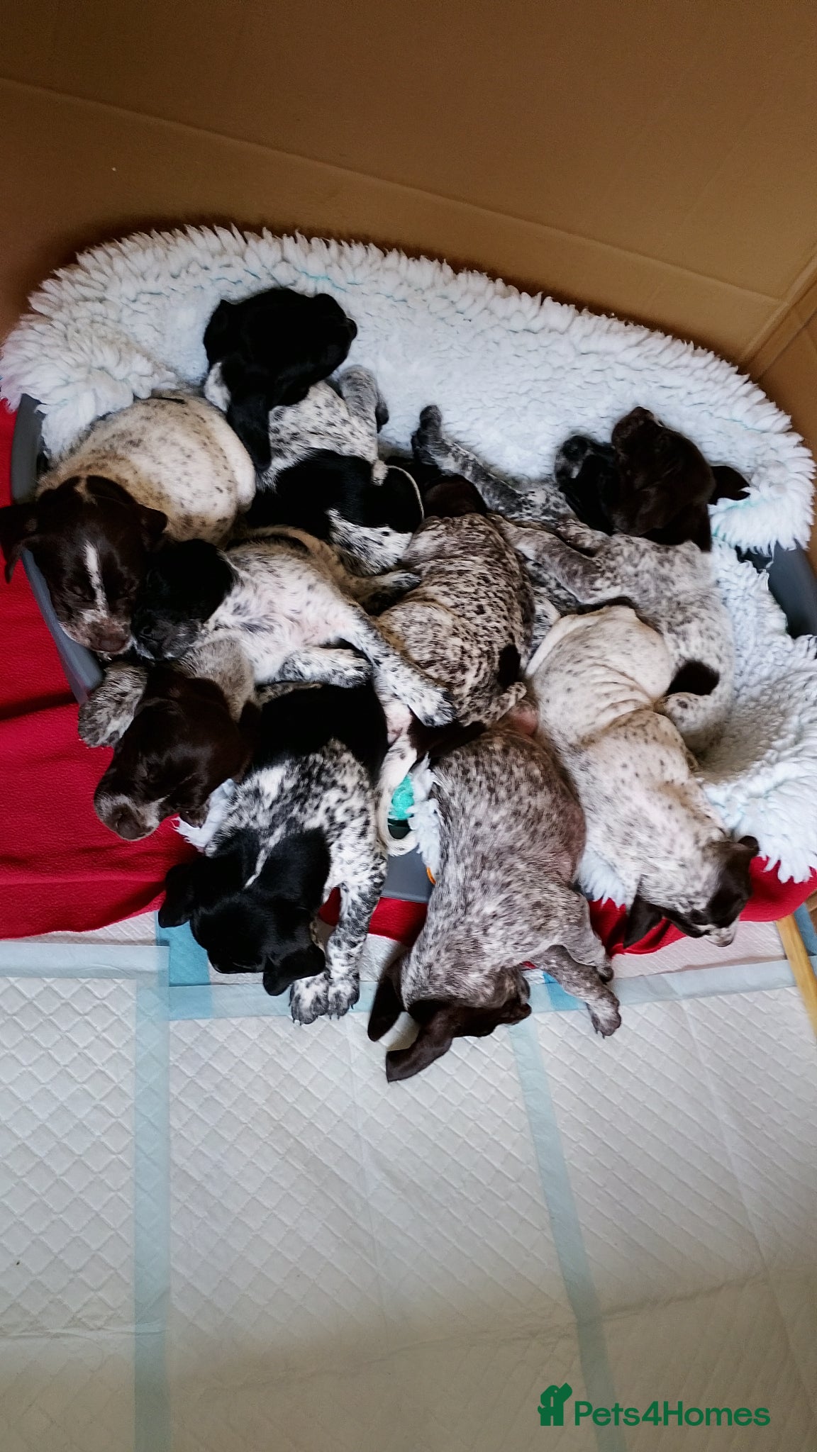 Mixed Breed dogs GSP x GWP puppies - Advert 6